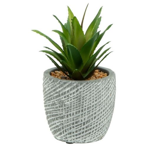 Succulente con Vaso in Cemento 8,5X8 cm Verde e Grigio