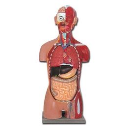 Torso Muscolare Dual Sex Aperto Dietro - 28 Parti 1 pz.