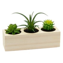 Tris Succulenta in Vaso di Legno Rettangolare 20X8X14 cm