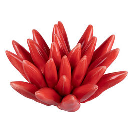 Riccio Di Mare Rosso Piccolo