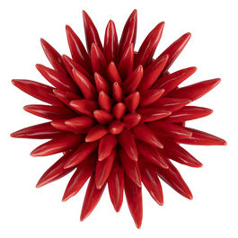 Riccio Di Mare Rosso Medio